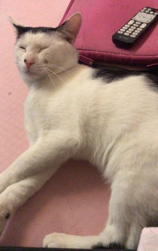 狗狗暴瘦怎么回事_狗瘦的原因