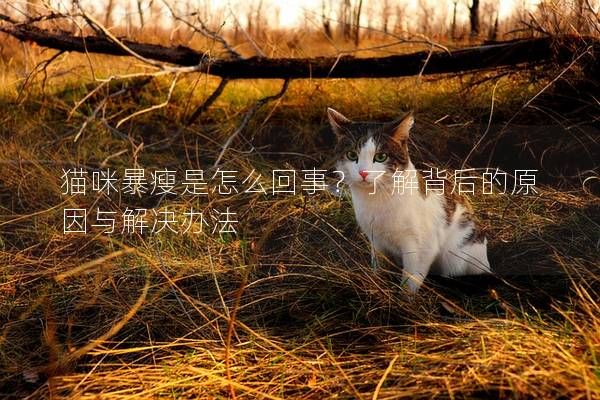 貓咪暴瘦是怎么回事？了解背后的原因與解決辦法