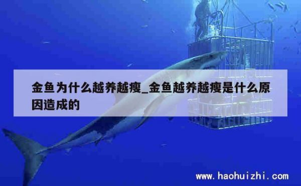 金魚為什么越養(yǎng)越瘦_金魚越養(yǎng)越瘦是什么原因造成的 第1張