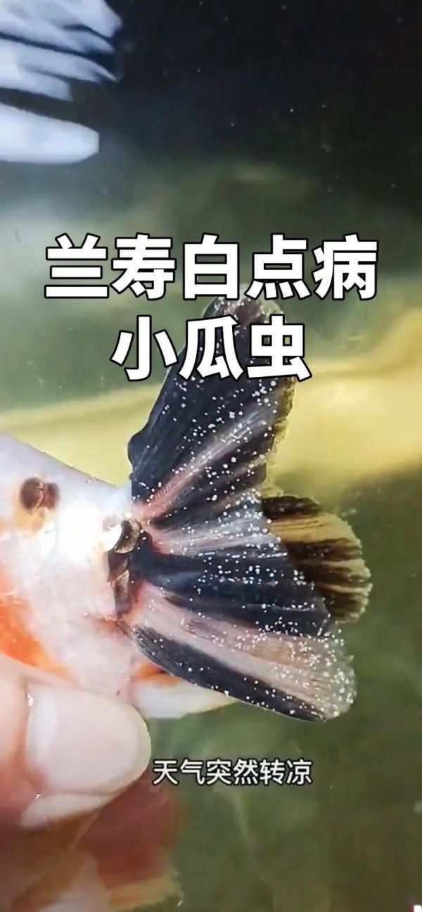 金魚生蟲怎么辦