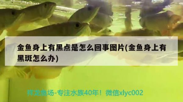 金魚身上有黑點是怎么回事圖片(金魚身上有黑斑怎么辦) 觀賞魚