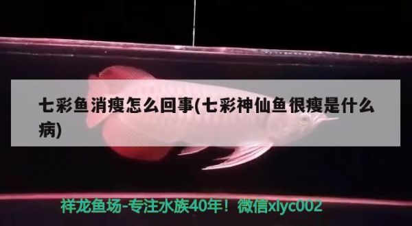 七彩魚消瘦怎么回事(七彩神仙魚很瘦是什么病) 七彩神仙魚
