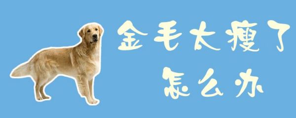 金毛太瘦了怎么辦1