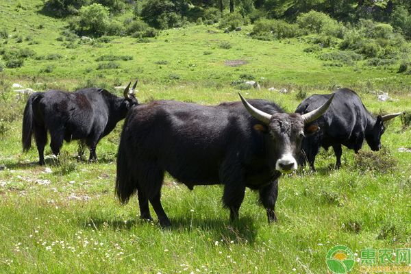 肉牛過瘦怎么辦？淺談肉牛過瘦的原因和防治方法-圖片版權(quán)歸惠農(nóng)網(wǎng)所有