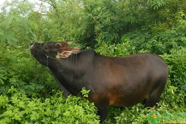 肉牛過瘦怎么辦？淺談肉牛過瘦的原因和防治方法-圖片版權(quán)歸惠農(nóng)網(wǎng)所有