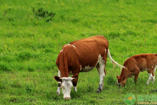 肉牛過瘦怎么辦？淺談肉牛過瘦的原因和防治方法-圖片版權(quán)歸惠農(nóng)網(wǎng)所有
