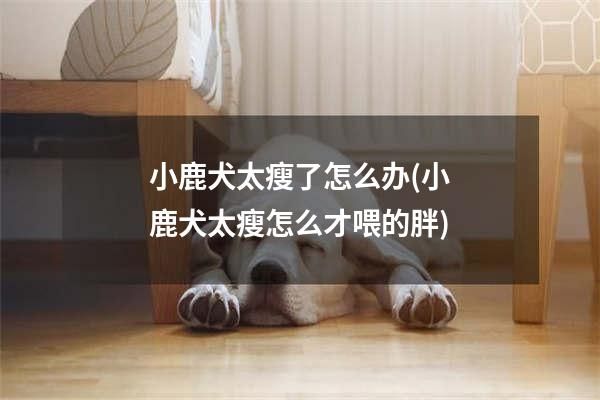 小鹿犬太瘦了怎么辦(小鹿犬太瘦怎么才喂的胖)