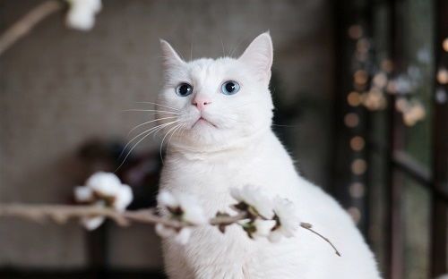 “貓咪暴瘦，精神萎靡，速看救治攻略！”