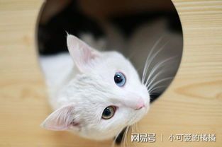 “貓咪暴瘦，精神萎靡，速看救治攻略！”