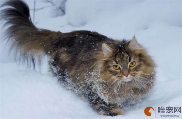 猫咪一切正常但是瘦了是怎么回事