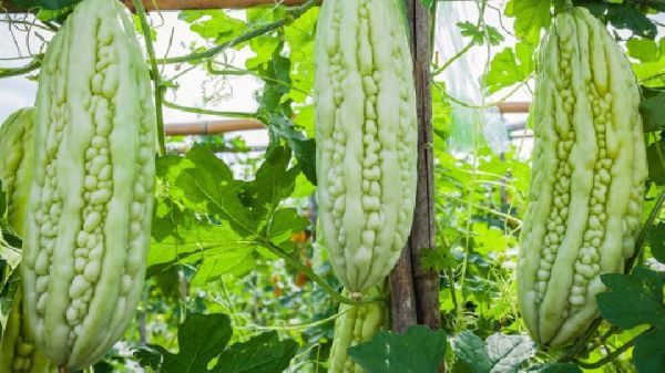 苦瓜減肥的正確吃法，減肥效果絕佳的3種苦瓜吃法