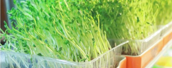 可不可以生吃綠豆芽，生吃是否有毒