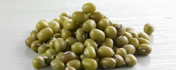 綠豆應(yīng)該在幾月份種植，有哪些實用的種植技術(shù)