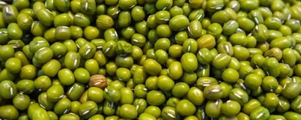 綠豆該什么時候種植，有什么施肥技術(shù)要點嗎