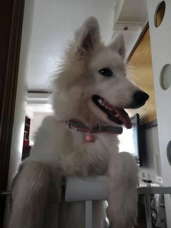 狗狗一天吃几顿，怎么吃才健康，您真的知道吗？