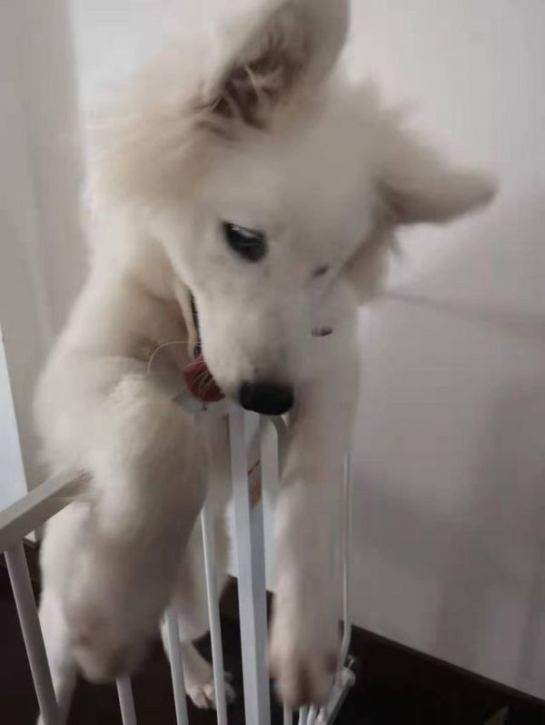 狗狗一天吃几顿，怎么吃才健康，您真的知道吗？