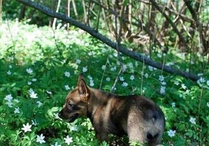 如何选择健康的柯基幼犬