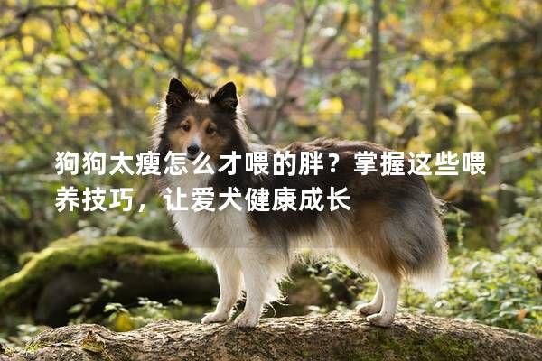 狗狗太瘦怎么才喂的胖？掌握这些喂养技巧，让爱犬健康成长