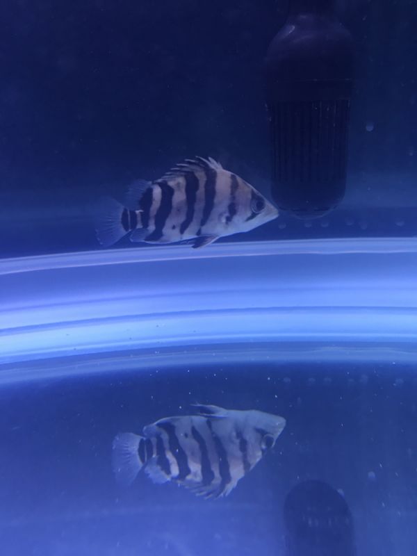 大家?guī)涂纯催@是什么虎？我傻傻分不清楚 水族用品 第2張
