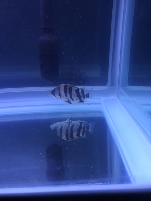 大家?guī)涂纯催@是什么虎？我傻傻分不清楚 水族用品 第1張
