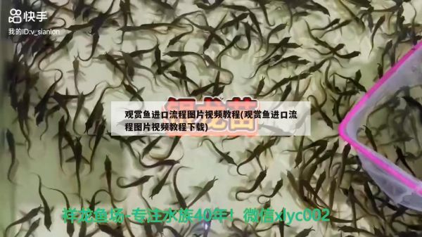 大家?guī)涂纯催@是什么虎？我傻傻分不清楚 水族用品 第3張