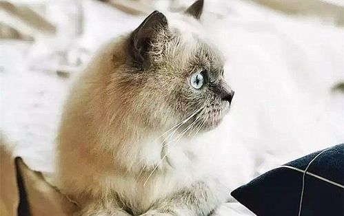 猫猫心脏病如何预防和治疗（心脏病防治方法，让猫猫健康长寿）