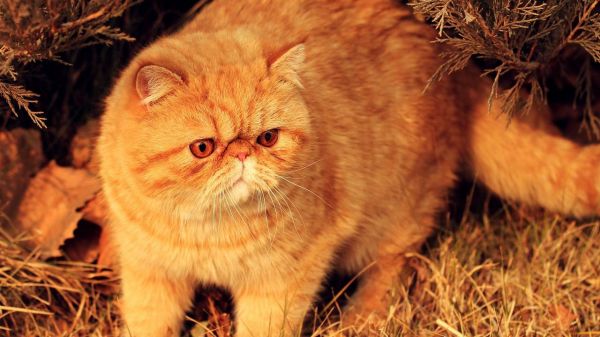 猫咪肥胖影响寿命，如何高效减肥？2