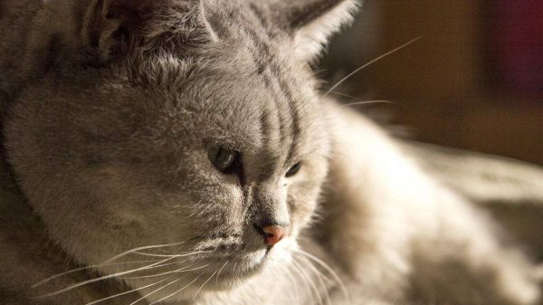 猫咪肥胖影响寿命，如何高效减肥？33
