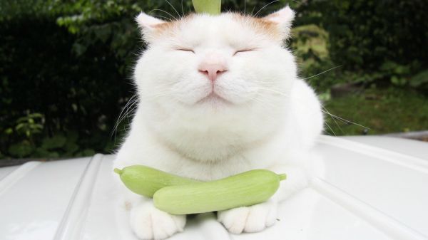 猫咪肥胖影响寿命，如何高效减肥？7