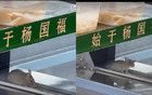 惊现老鼠，全部下架！杨国福突然被曝！曾冲刺麻辣烫第一股
