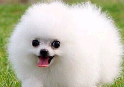 博美犬冬天如何護理