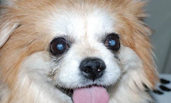 博美犬冬天如何護理