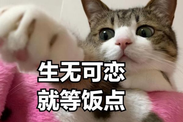 加菲貓鼻子不通氣怎么快速解決
