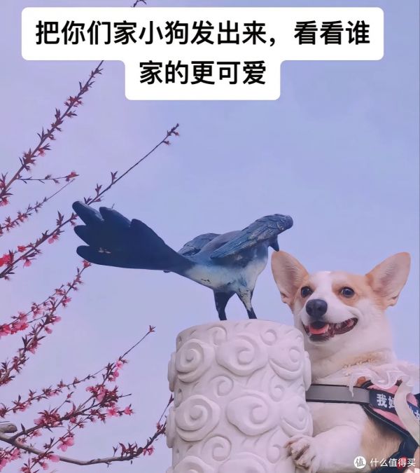 如何選擇一只健康的小狗，以下是幾點重要提示