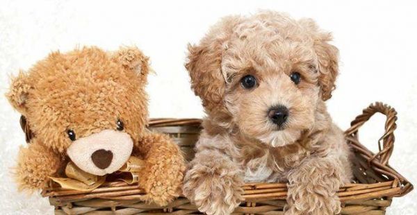 如何挑选一只健康泰迪犬（宠物爱好者必看，专家教你如何选购健康可爱的泰迪犬）