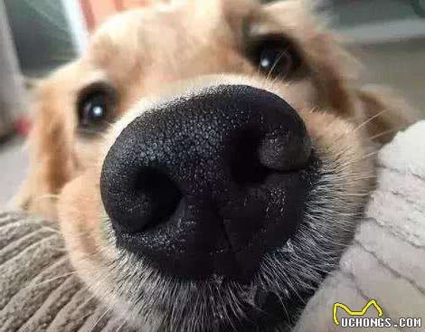 教你買狗！如何挑選一只健康的狗狗