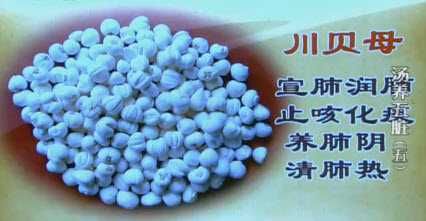 川贝母的功效