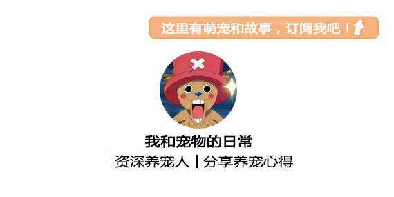 健康養(yǎng)狗，這些點(diǎn)主人要注意哦！
