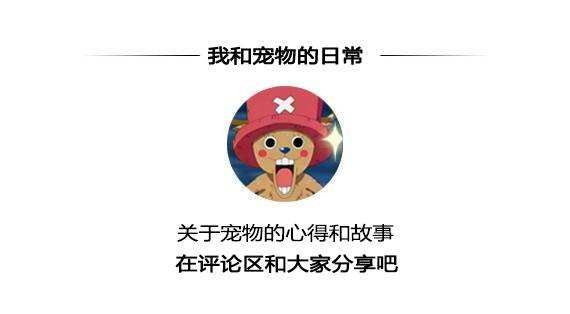 健康養(yǎng)狗，這些點(diǎn)主人要注意哦！