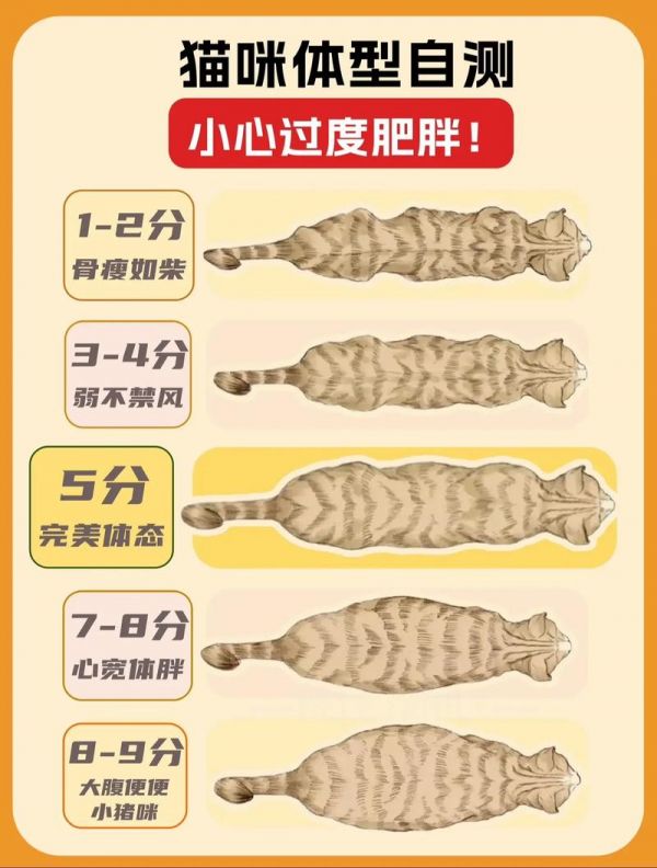 如何判断猫的身体健康