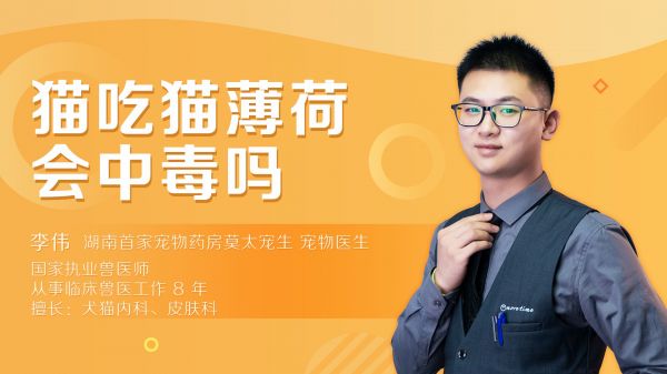 猫咪吃猫薄荷有坏处会中毒吗
