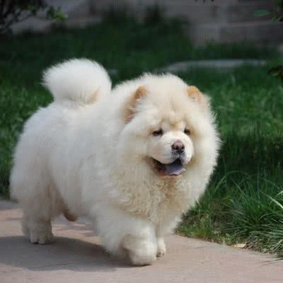 松獅犬