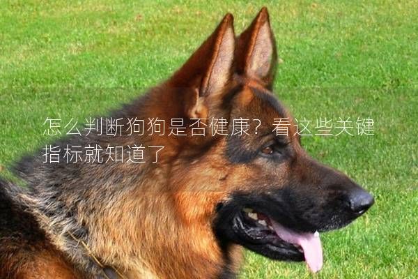 怎么判断狗狗是否健康？看这些关键指标就知道了