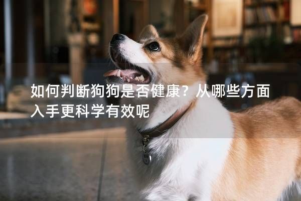 如何判断狗狗是否健康?从哪些方面入手更科学有效呢