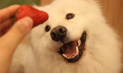 狗市场买狗注意什么