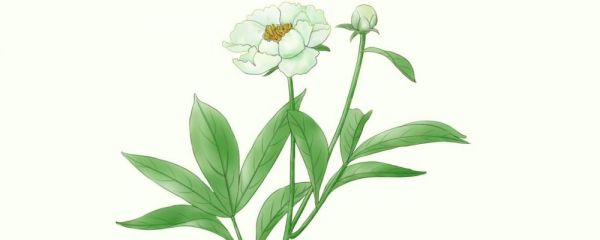白芍是什么 白芍的好處 白芍的功效與作用