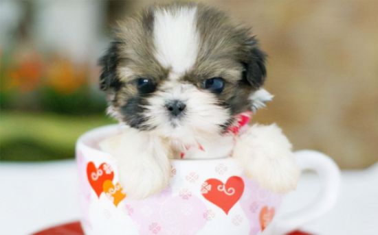 茶杯犬怎么养才健康？养狗须知