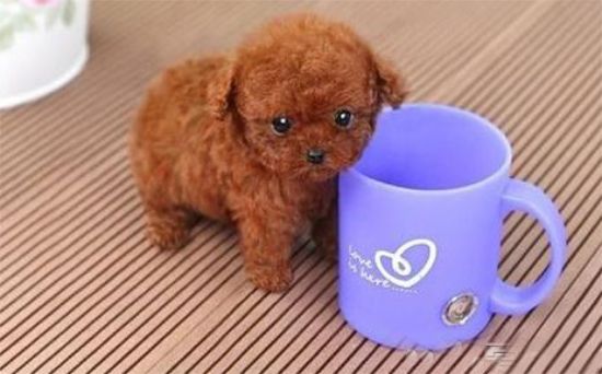 茶杯犬怎么养才健康？养狗须知