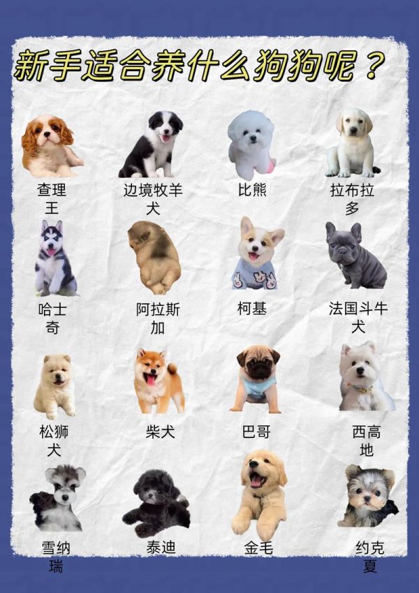 家养狗如何管理