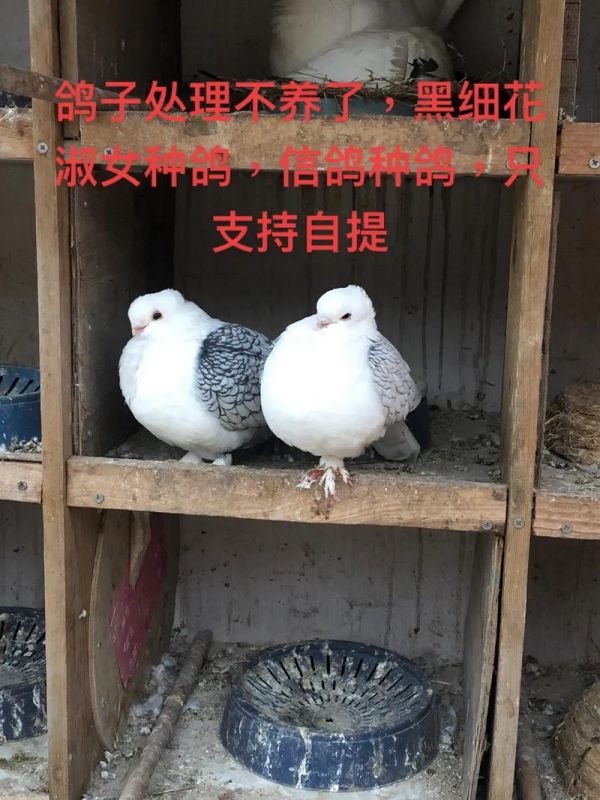如何养健康鸽,鸽子新手(鸽子新手青菜信鸽育雏) 健康